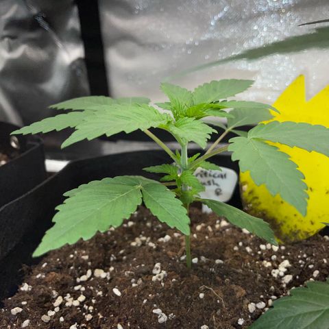 Critical Kush Photo Mainlining 1th Try growlog timeline photo