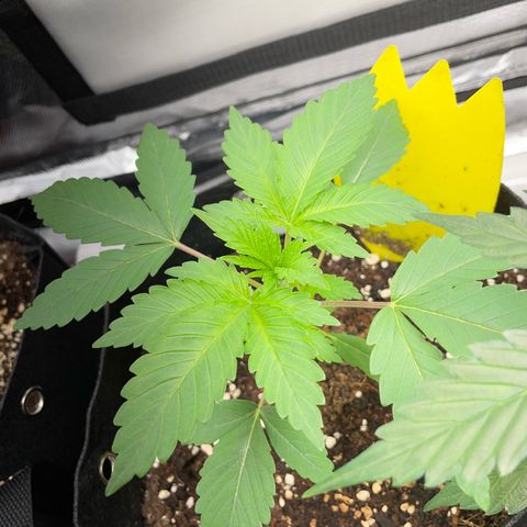 Critical Kush Photo Mainlining 1th Try growlog timeline photo