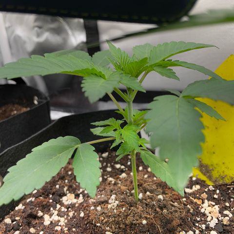 Critical Kush Photo Mainlining 1th Try growlog timeline photo