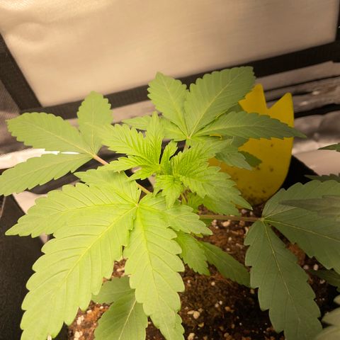 Critical Kush Photo Mainlining 1th Try growlog timeline photo