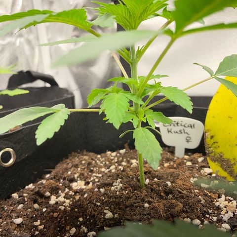 Critical Kush Photo Mainlining 1th Try growlog timeline photo