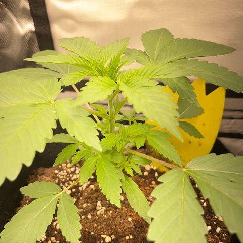 Critical Kush Photo Mainlining 1th Try growlog timeline photo