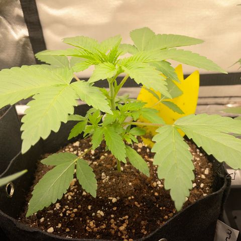 Critical Kush Photo Mainlining 1th Try growlog timeline photo