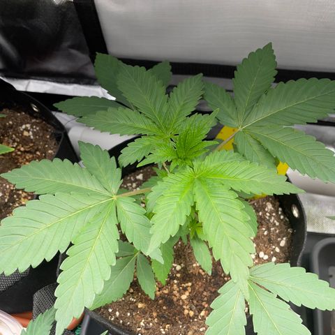 Critical Kush Photo Mainlining 1th Try growlog timeline photo