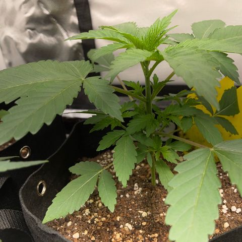 Critical Kush Photo Mainlining 1th Try growlog timeline photo