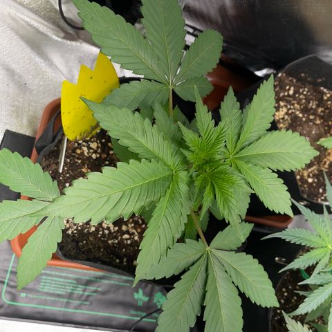 Critical Kush Photo Mainlining 1th Try growlog timeline photo
