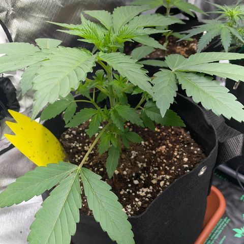 Critical Kush Photo Mainlining 1th Try growlog timeline photo