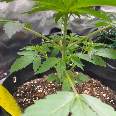 Critical Kush Photo Mainlining 1th Try growlog timeline photo