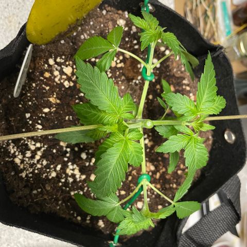 Critical Kush Photo Mainlining 1th Try growlog timeline photo