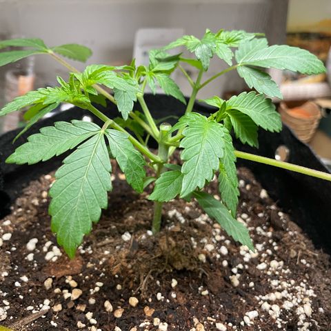 Critical Kush Photo Mainlining 1th Try growlog timeline photo