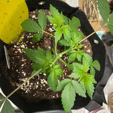 Critical Kush Photo Mainlining 1th Try growlog timeline photo
