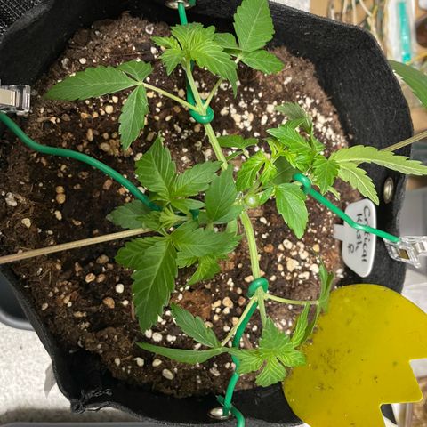 Critical Kush Photo Mainlining 1th Try growlog timeline photo