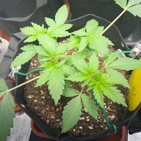 Critical Kush Photo Mainlining 1th Try growlog timeline photo