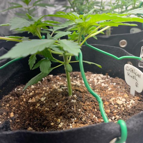 Critical Kush Photo Mainlining 1th Try growlog timeline photo