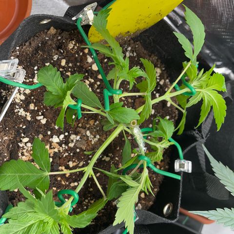 Critical Kush Photo Mainlining 1th Try growlog timeline photo