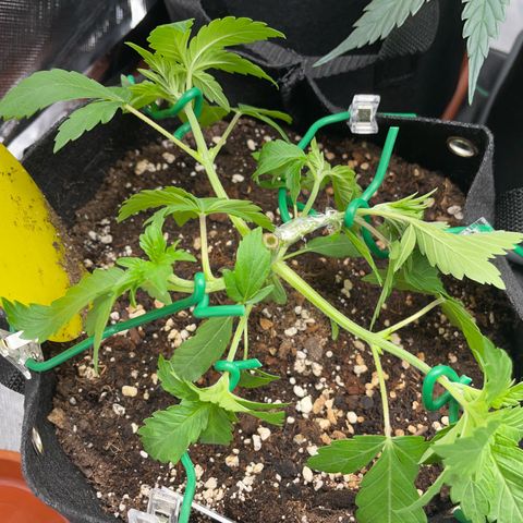 Critical Kush Photo Mainlining 1th Try growlog timeline photo