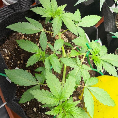 Critical Kush Photo Mainlining 1th Try growlog timeline photo