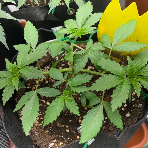 Critical Kush Photo Mainlining 1th Try growlog timeline photo