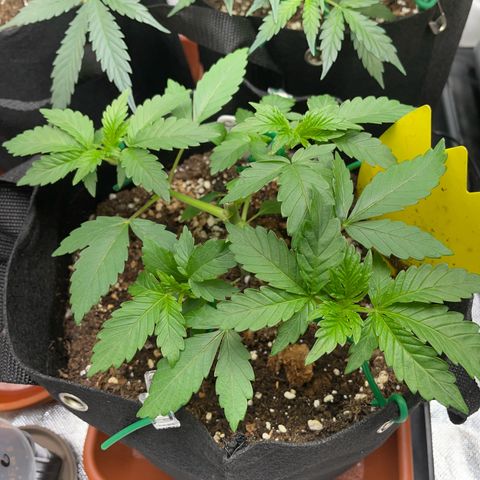 Critical Kush Photo Mainlining 1th Try growlog timeline photo