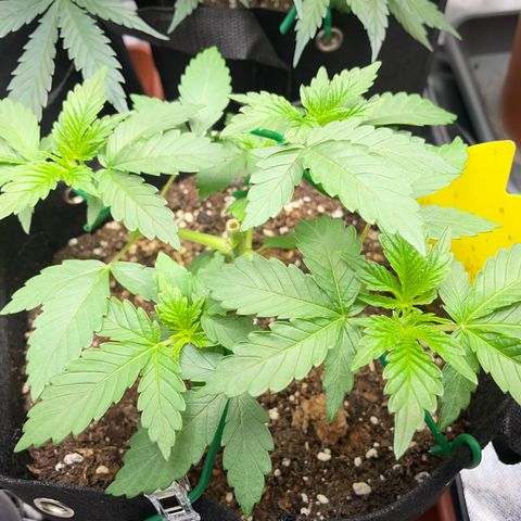 Critical Kush Photo Mainlining 1th Try growlog timeline photo