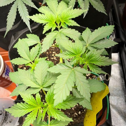 Critical Kush Photo Mainlining 1th Try growlog timeline photo