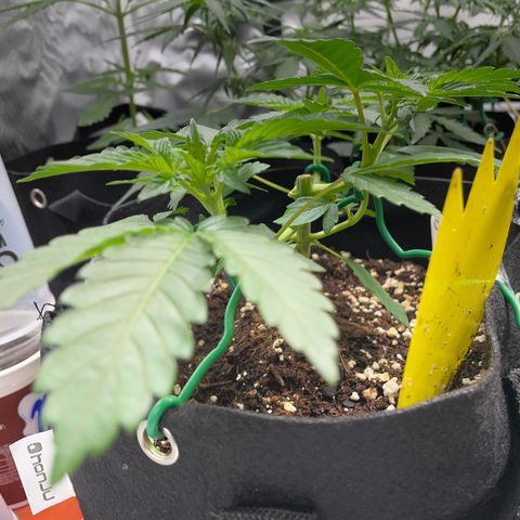 Critical Kush Photo Mainlining 1th Try growlog timeline photo