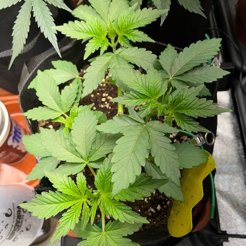 Critical Kush Photo Mainlining 1th Try growlog timeline photo