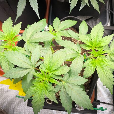 Critical Kush Photo Mainlining 1th Try growlog timeline photo