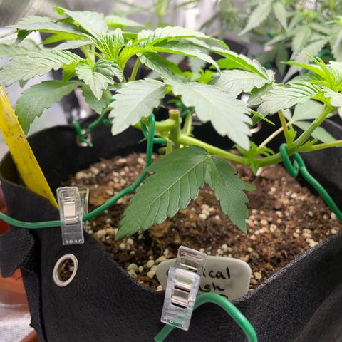 Critical Kush Photo Mainlining 1th Try growlog timeline photo