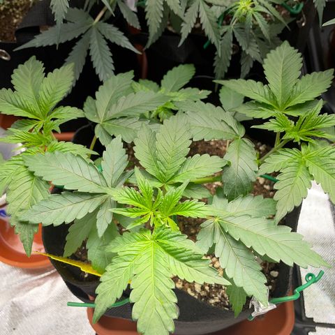 Critical Kush Photo Mainlining 1th Try growlog timeline photo