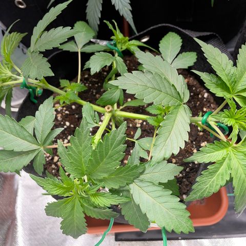 Critical Kush Photo Mainlining 1th Try growlog timeline photo