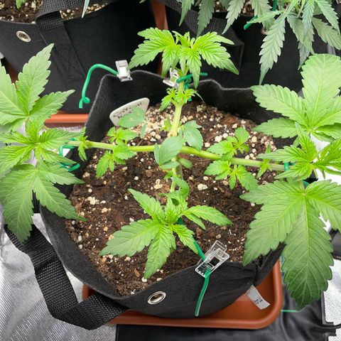 Critical Kush Photo Mainlining 1th Try growlog timeline photo