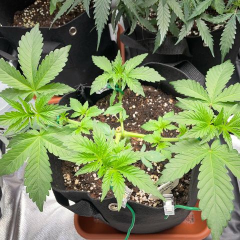 Critical Kush Photo Mainlining 1th Try growlog timeline photo