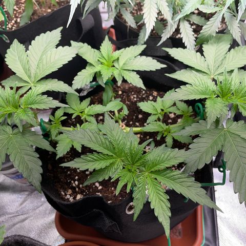 Critical Kush Photo Mainlining 1th Try growlog timeline photo