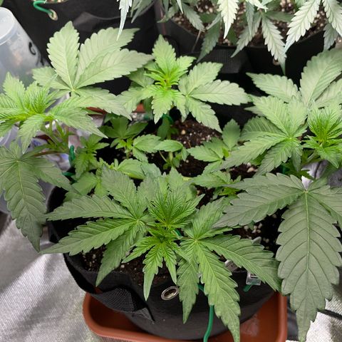 Critical Kush Photo Mainlining 1th Try growlog timeline photo