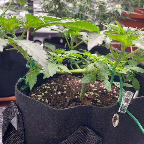 Critical Kush Photo Mainlining 1th Try growlog timeline photo