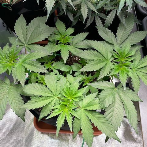 Critical Kush Photo Mainlining 1th Try growlog timeline photo