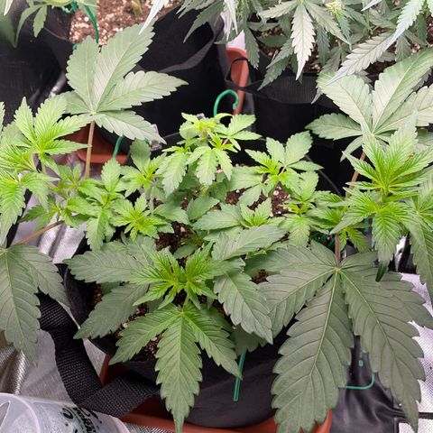 Critical Kush Photo Mainlining 1th Try growlog timeline photo
