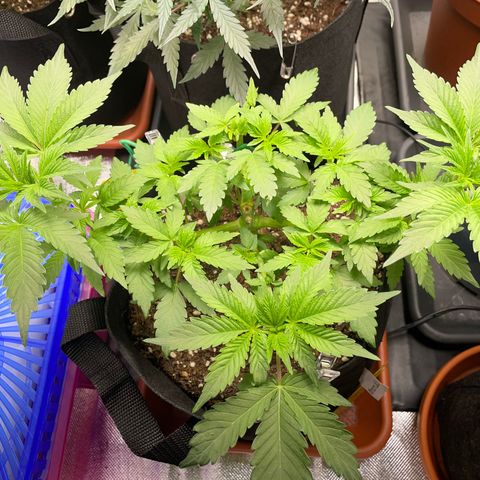 Critical Kush Photo Mainlining 1th Try growlog timeline photo