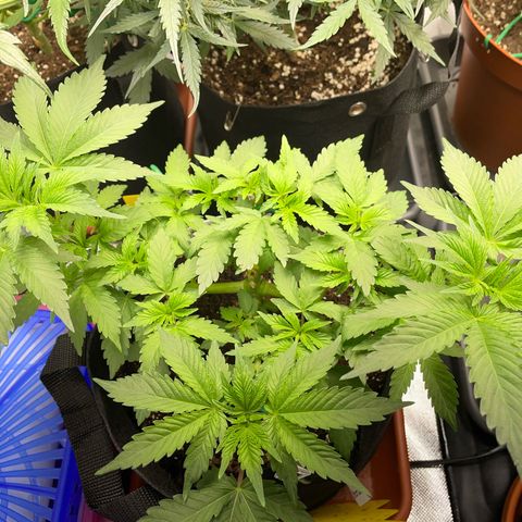 Critical Kush Photo Mainlining 1th Try growlog timeline photo