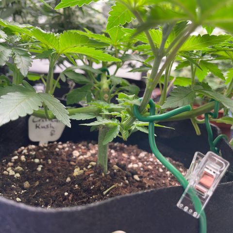 Critical Kush Photo Mainlining 1th Try growlog timeline photo