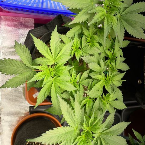 Critical Kush Photo Mainlining 1th Try growlog timeline photo