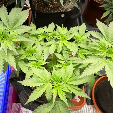 Critical Kush Photo Mainlining 1th Try growlog timeline photo