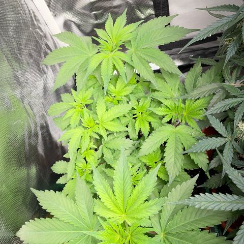 Critical Kush Photo Mainlining 1th Try growlog timeline photo