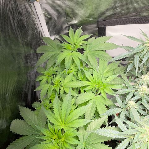 Critical Kush Photo Mainlining 1th Try growlog timeline photo
