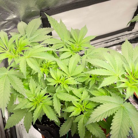 Critical Kush Photo Mainlining 1th Try growlog timeline photo