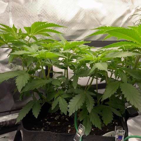 Critical Kush Photo Mainlining 1th Try growlog timeline photo