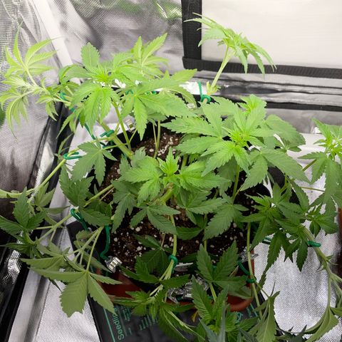 Critical Kush Photo Mainlining 1th Try growlog timeline photo