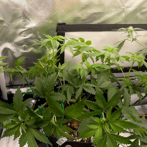 Critical Kush Photo Mainlining 1th Try growlog timeline photo