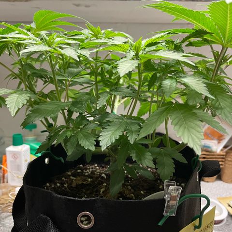 Critical Kush Photo Mainlining 1th Try growlog timeline photo